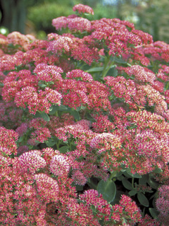 Sedum