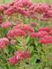 Sedum Autumn-Joy