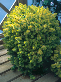 Sedum