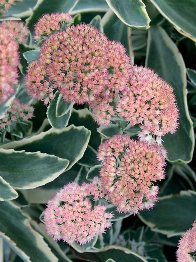 Sedum Autumn-Charm