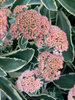 Sedum Autumn-Charm