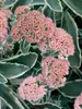 Sedum Autumn-Charm
