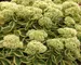 Sedum Autumn-Charm