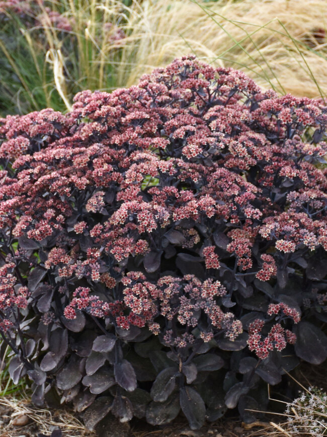 Sedum Back in Black