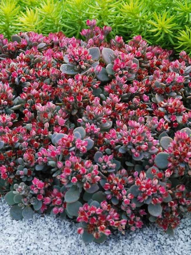 Sedum Blue Elf