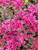 Sedum Blaze of Fulda