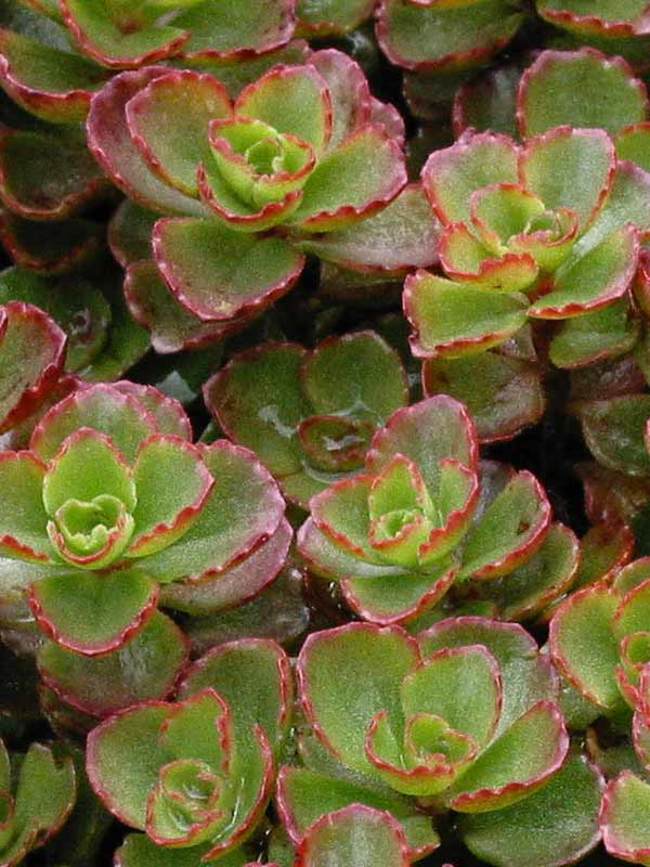 Sedum Blaze of Fulda