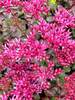 Sedum Blaze of Fulda