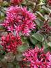 Sedum Blaze of Fulda