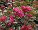 Sedum Blaze of Fulda