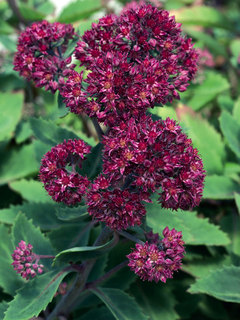 Sedum
