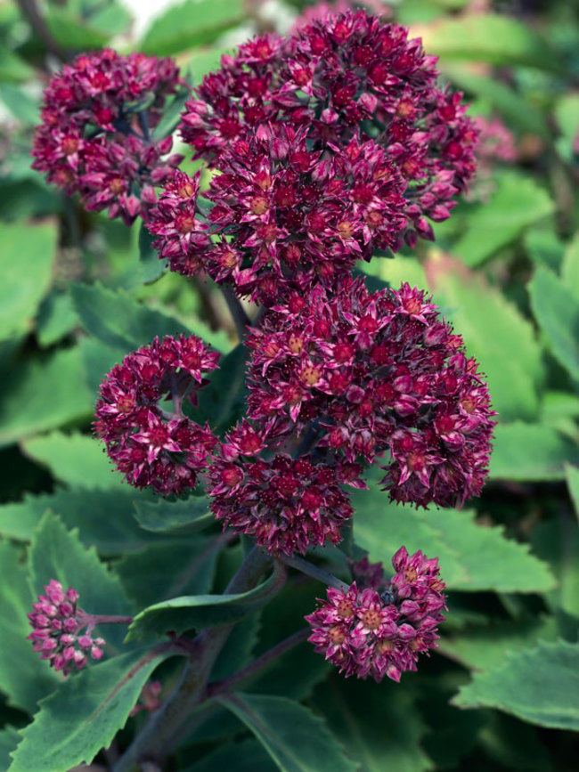 Sedum Runner | Bluestone Perennials