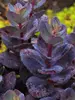 Sedum Blue Pearl
