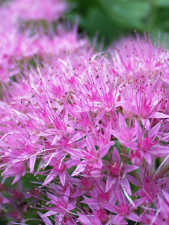 Sedum