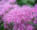 Sedum Brilliant