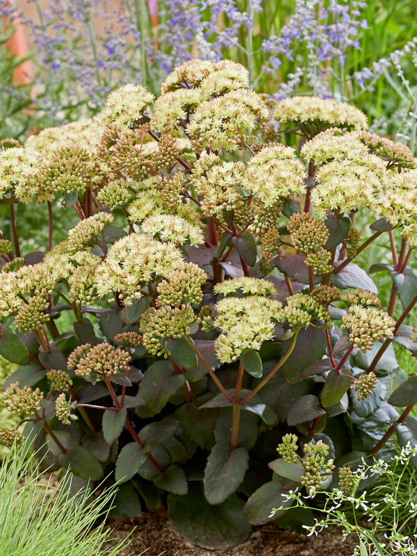 Sedum Banana Split