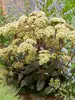 Sedum Banana Split