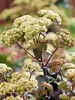 Sedum Banana Split