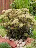 Sedum Banana Split