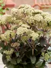 Sedum Banana Split
