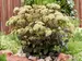 Sedum Banana Split