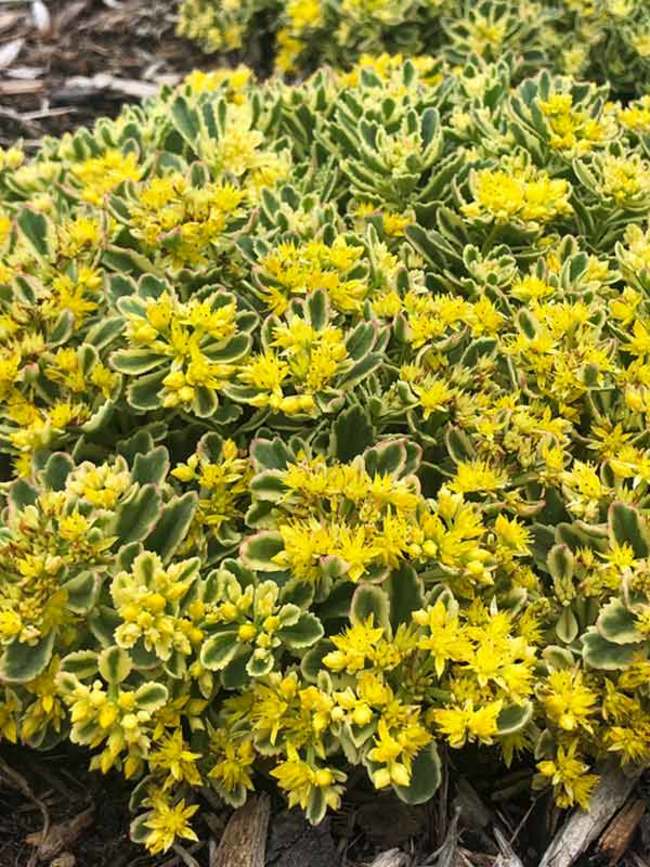 Sedum Boogie Woogie