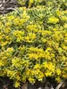 Sedum Boogie Woogie