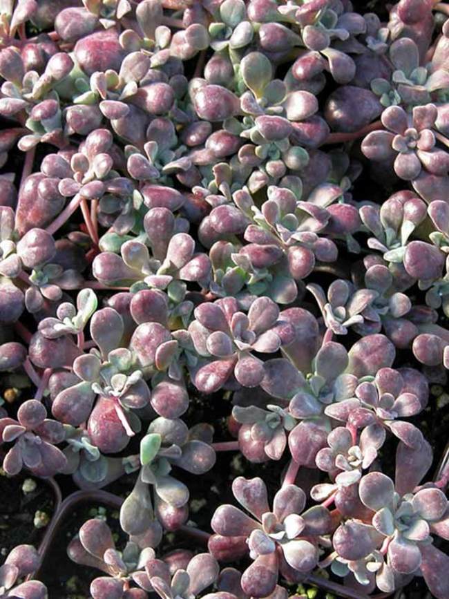 Sedum Carnea