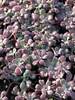 Sedum Carnea