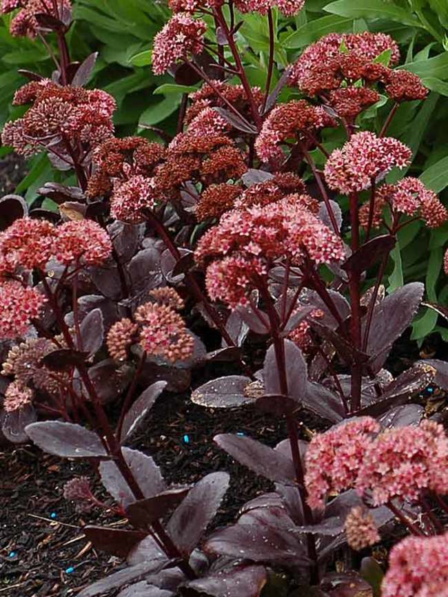 Sedum Chocolate Drop Bluestone Perennials