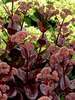 Sedum Chocolate Drop