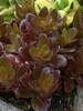 Sedum Chocolate Drop