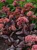 Sedum Chocolate Drop