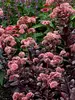 Sedum Chocolate Drop