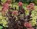 Sedum Chocolate Drop