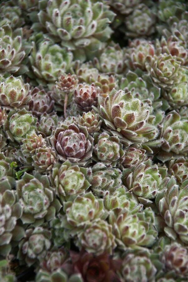 Sempervivum Classic