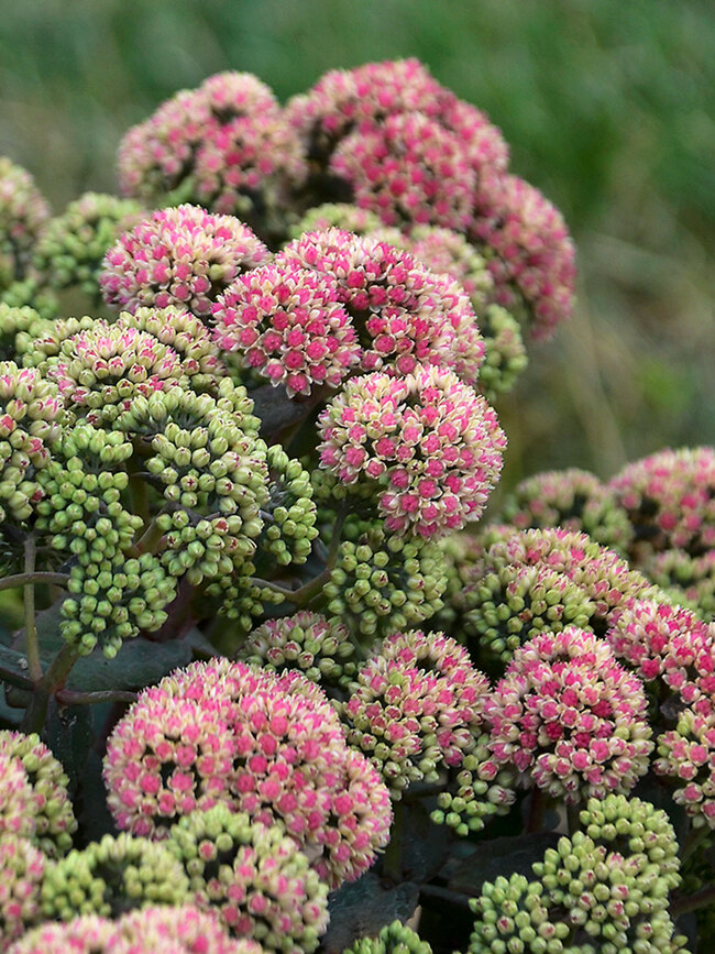 Sedum Coraljade