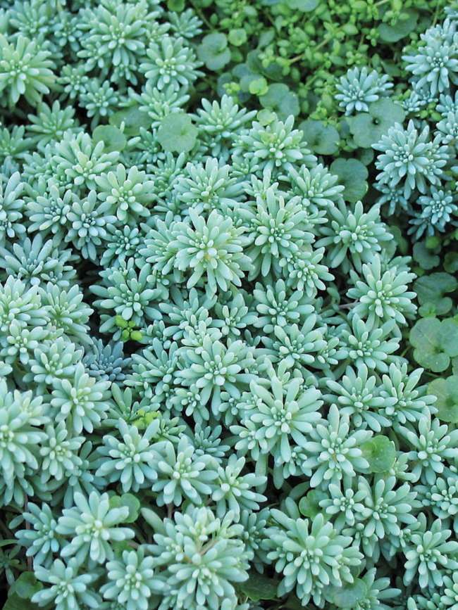 Sedum Blue Carpet