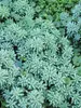 Sedum Blue Carpet