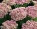 Sedum Crystal Pink