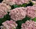 Sedum Crystal Pink
