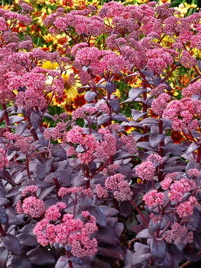 Sedum Cherry Truffle