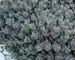 Sedum Dazzleberry