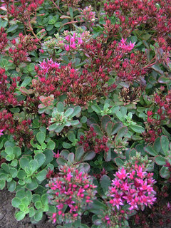 Sedum
