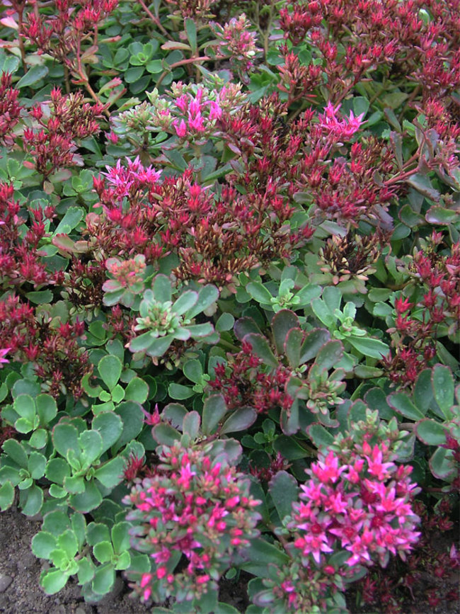 Sedum Dragons-Blood