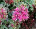 Sedum Dragons-Blood