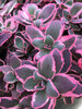 Sedum Dream Dazzler