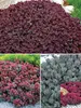 Short Sedum Collection