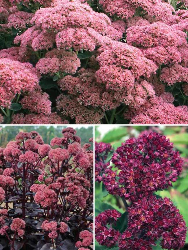 Tall Sedum Collection