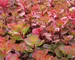 Sedum Fulda-Glow-(Fuldaglut-)